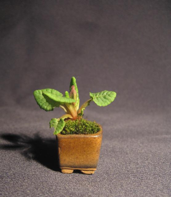 Prymulka, 2 Kwietnia 2010