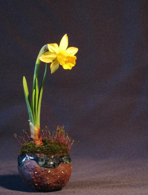 Narcyz pisanka, 2 Kwietnia 2010