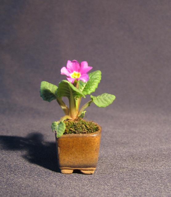 Prymulka, 7 Kwietnia 2010