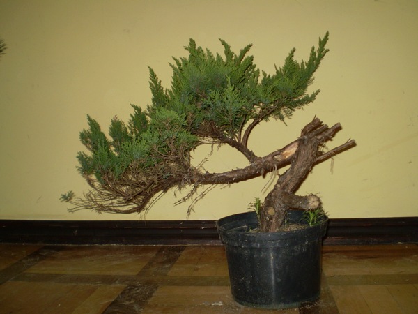 01 - przed formowaniem, Książ 2009.JPG