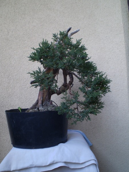 08 - rok 2010 wiosna.JPG