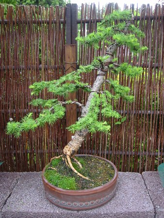 po przesadzeniu 2007 (doniczka od Piotrka Świeckiego)