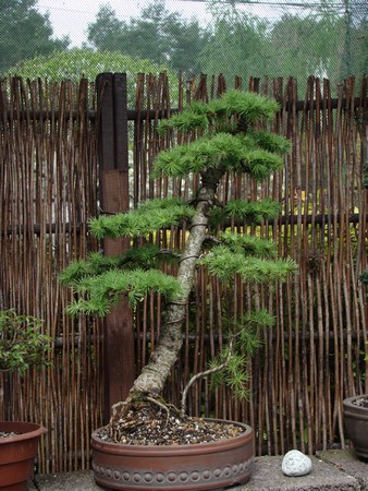 coroczne wycinanie niepotrzebnych korzeni