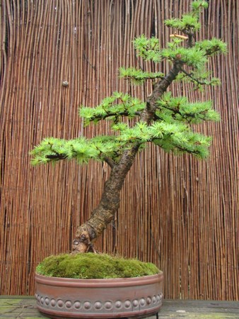 ostatnie formowanie góry 2010