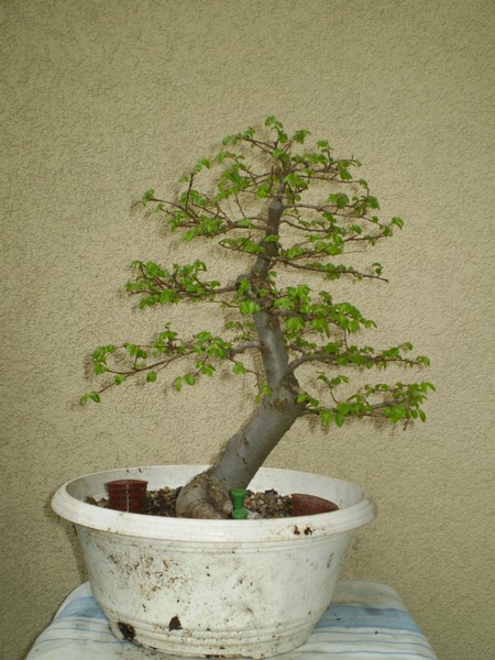 Zelkova