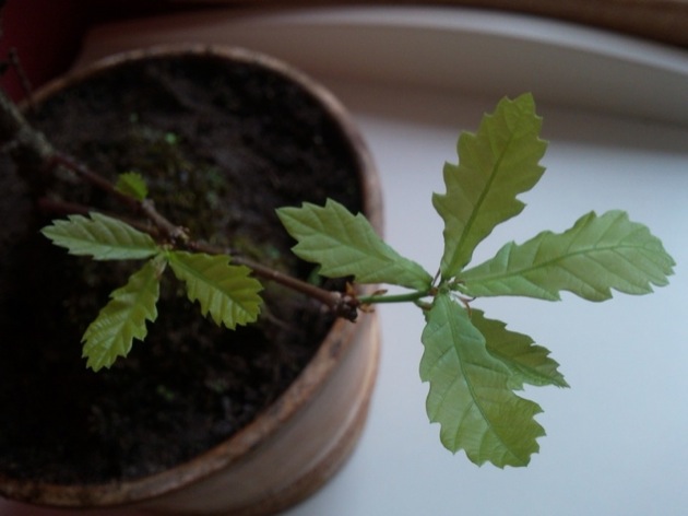 2010-05-20 11.51.38_800px_800px_630px.jpg