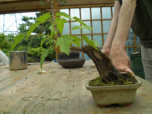 a następne zajęcia - liściaki