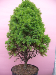 w takiej formie zakupiony w szkółce