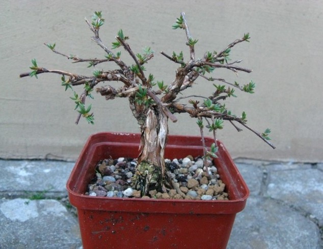 W 2009 wyglądał tak: