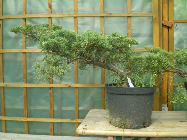 no to siup ! Paweł i drzewko nr 1