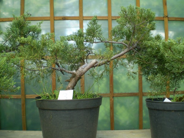 nr 2 niewylosowany - bach mój szcześliwy to nr 3 !