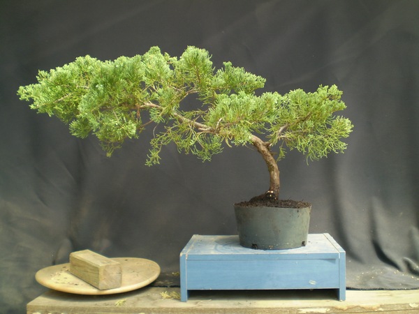 Oczyścić, pomyśleć