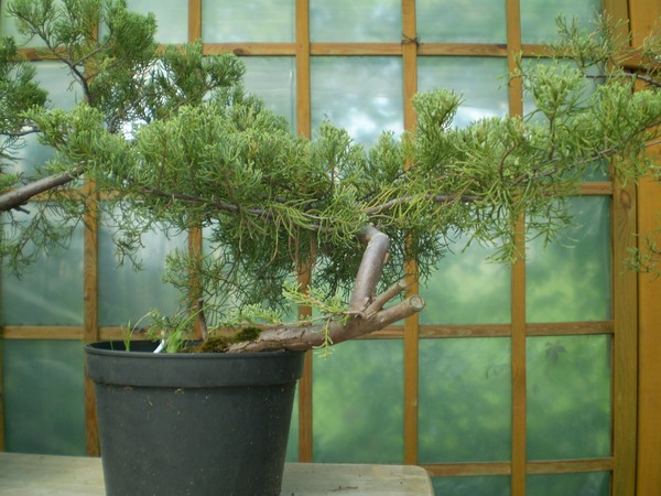 nr 4 wylosował Konradzik