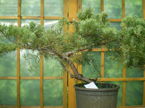 Drzewko nomer piać - Adrian losuje