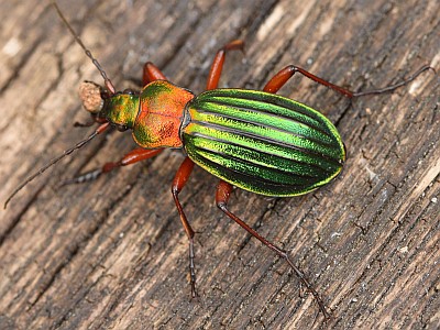 No a tego Pana znacie ze swojego podwórka?  Ciekawe kiedy wyginie .. hmm ..ponoc jest popularny , a widziałem go jedynie kilka razy. Chodzące , a raczej biegające (Biegacz zielonozłoty) cudo natury, jeszcze mniejszy od ptaszka czy zabki :)  haha
