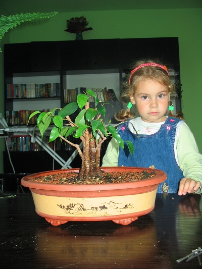 kontrola po ściągnięciu raffi (zdjęcie już po przycięciu gałęzi)