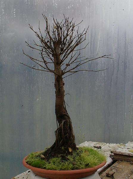 Sadzonka posadzona wiosna 2009