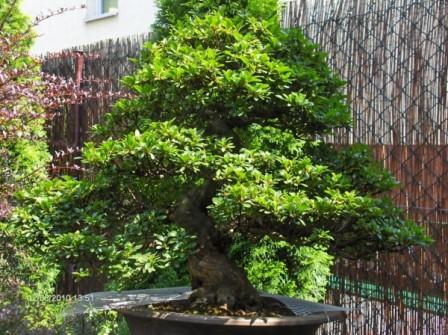 mozliwy nowy frat bo mnie sie bardziej podoba podctawa i samo drzewo