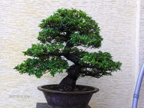 HPIM3119 [1600x1200] [1600x1200] [1600x1200].JPG