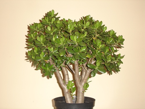 robert bonsai 059+.jpg