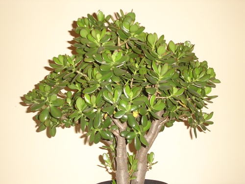 robert bonsai 060+.jpg