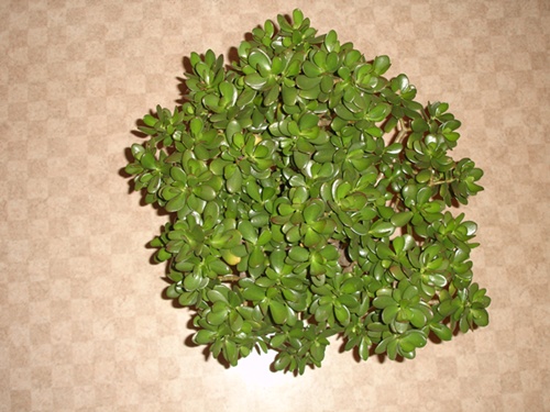 robert bonsai 063+.jpg