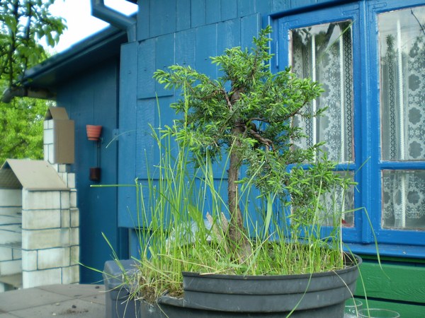 03 - rok 2009 maj - jałowiec ułożony 2 raz.JPG