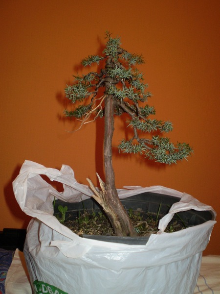 05- wiosna po formowaniu.JPG