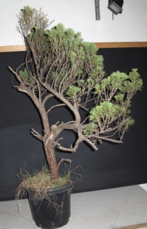 materiał przed formowaniem