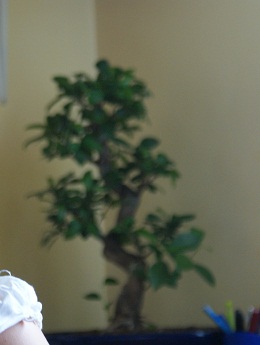 zdjecie robione z miesiac po zakupie Bonsai