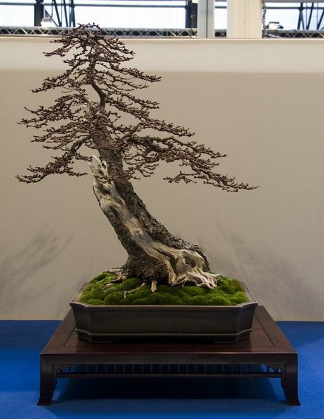 Modrzew z wystawy NoleandersTrophy