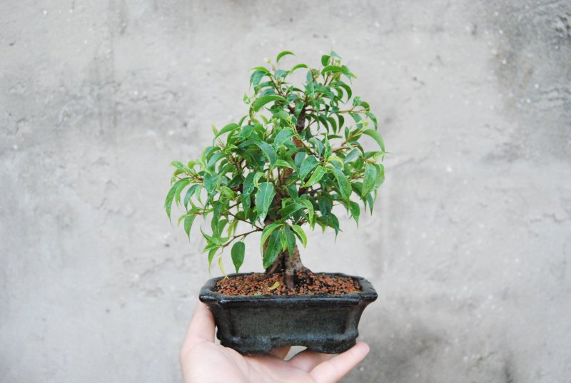 Ficus 20cm