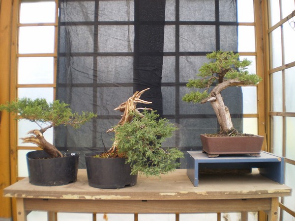 ewolucja rośliny - w skrócie