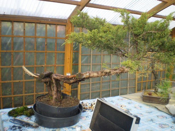 Jałowiec wyglądał mniej więcej tak po wykopaniu