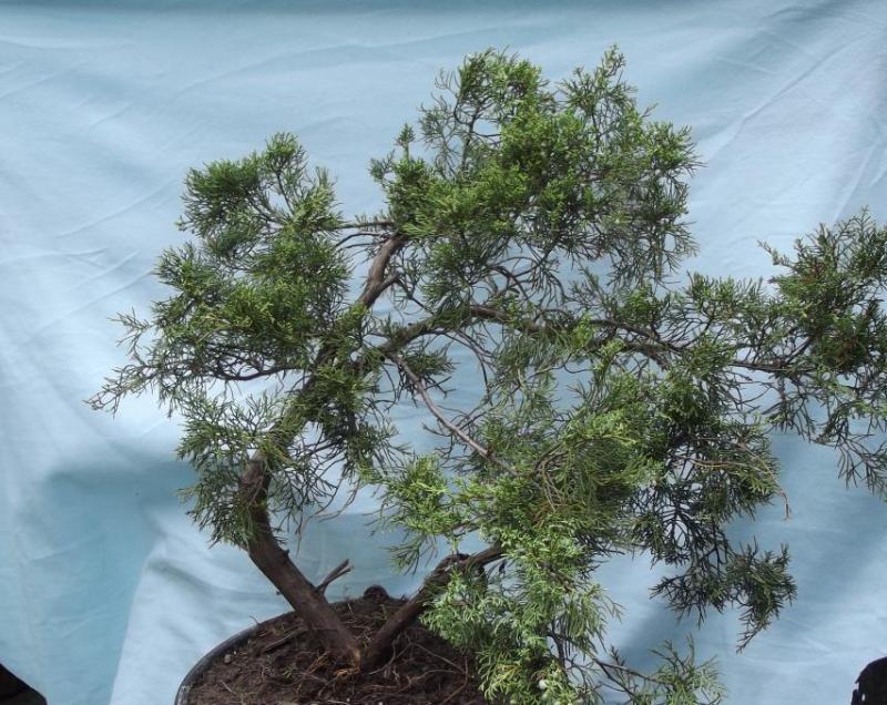 materiał wyjściowy