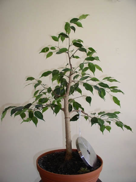 sierpieĂą 2004
<br />CiĂŞÂżarek miaÂł za zadanie nagiÂąĂŚ gaÂłÂąÂź lekko w dĂłÂł.