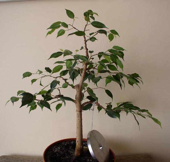 F benjamina1 09-2004a.JPG