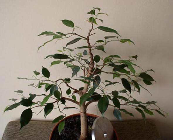 F benjamina1 09-2004c.JPG