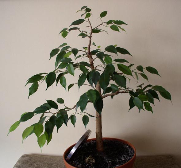 F benjamina1 09-2004e.JPG