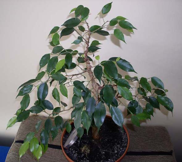 F benjamina1 09-2004f.JPG