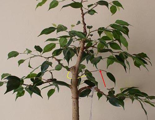 F benjamina1 09-2004a1.JPG