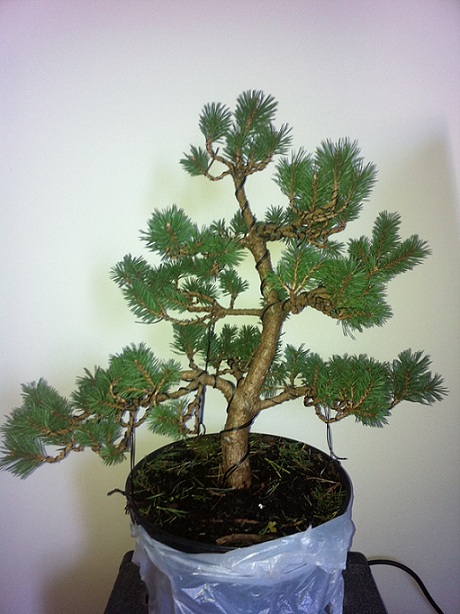 po wstepnym formowaniu