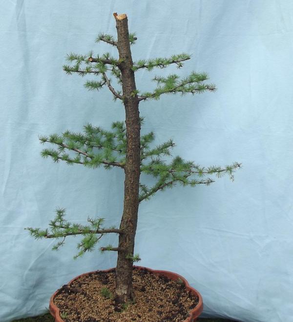 materiał wyjściowy, wygląd z przed 2 miesięcy