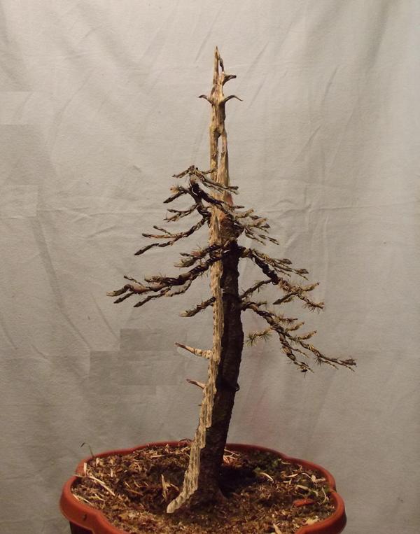 virt następne 2-3 sezony