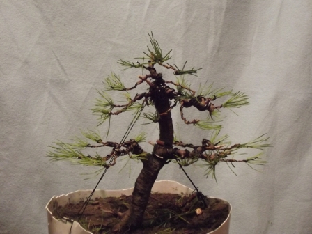 sosna po formowaniu.jpg