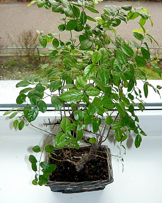 FIKUS jaka to odmiana?