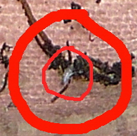 Co to za stworzenie?