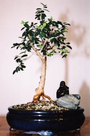 Oliwka europejska /olea europaea/ wysokoÂśĂŚ okoÂło 18 cm.