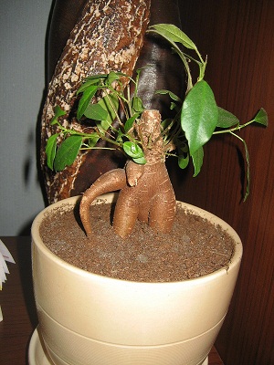 NAjmniejszy ficus