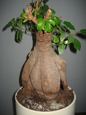 Duży ficus- widoczny nalot